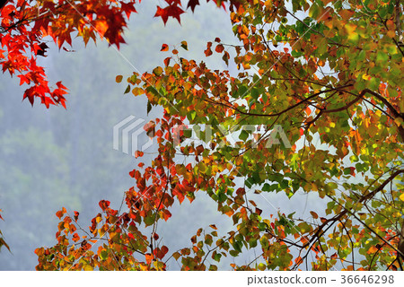 秋天,季節,紅,楓樹,葉子,水,樹,亞洲,台灣,苗栗縣,新鮮,自然 秋天,季節,紅,楓樹,葉子,水,樹,亞洲,台灣,苗栗縣,新鮮,自然 36646298