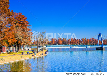 東京秋天水本公園 36646347