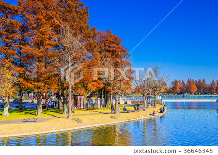 Tokyo Fall Mizumoto Park Tokyo Fall Mizumoto Park 36646348