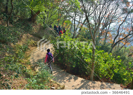 秋，季，紅，楓，樹，安康，台灣，新北市，鹽城站，地獄北神社，新鮮，自然 36646491