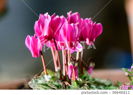 粉紅色的仙客來花 36646811