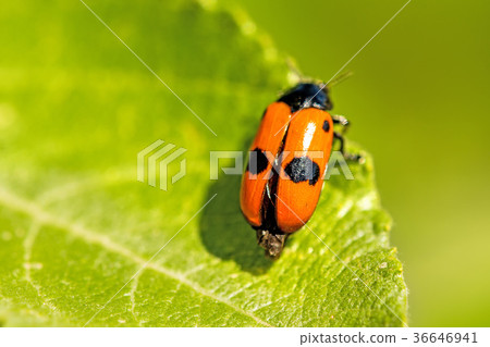froghopper, endangered insect in Germany froghopper, endangered insect in Germany 36646941