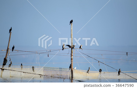 A small flock of cormorants sits on fishing nets  36647590
