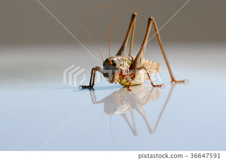 A large grasshopper is reflected in metal surface 36647591