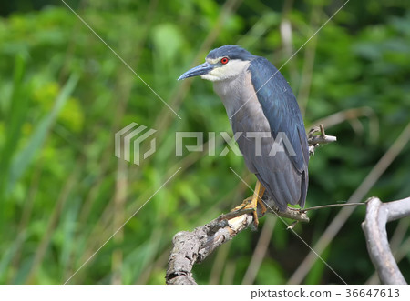 Adult night heron sits on a branch  36647613