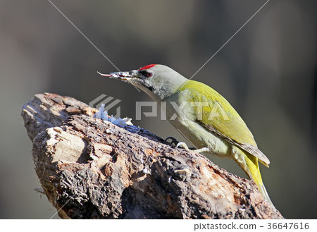 A male of grey woodpecker sits on forest feeder A male of grey woodpecker sits on forest feeder 36647616