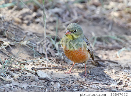 Close up photo of a male ortolan bunting 36647622