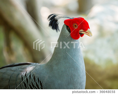 Kalij pheasant 36648038