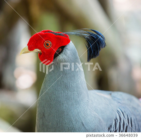 Kalij pheasant 36648039