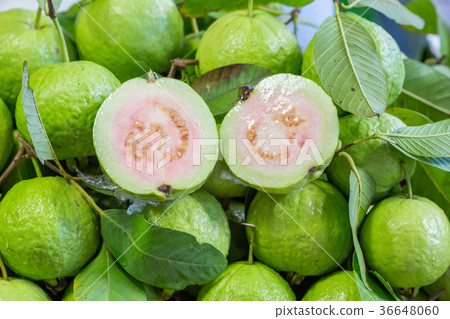 Thai guava 36648060