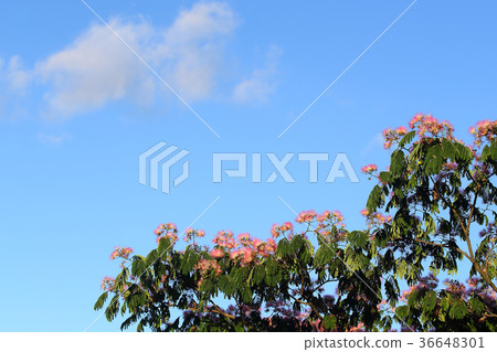 Nemu flowers and summer sky Nemu flowers and summer sky 36648301
