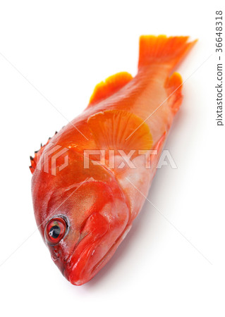 紅旗 36648318
