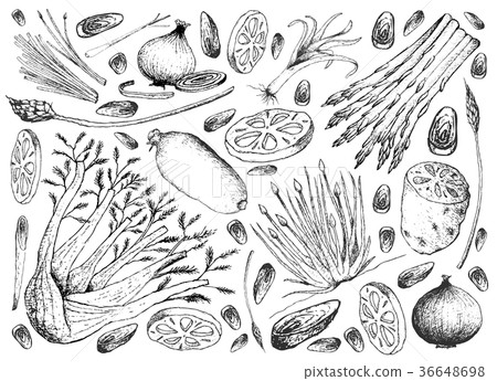 Hand Drawn of Bulb and Stem Vegetables Background Hand Drawn of Bulb and Stem Vegetables Background 36648698