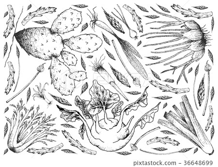 Hand Drawn of Bulb and Stem Vegetables Background Hand Drawn of Bulb and Stem Vegetables Background 36648699