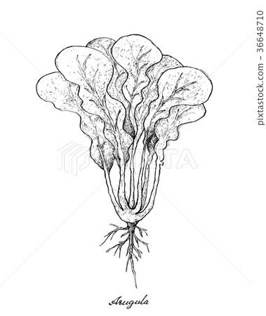 Hand Drawn of Arugula on White Background Hand Drawn of Arugula on White Background 36648710