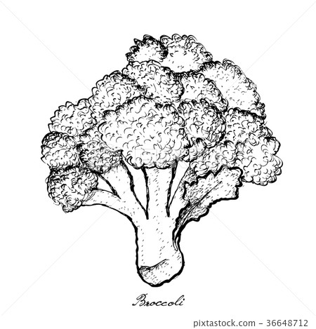 Hand Drawn of Broccoli on White Background 36648712