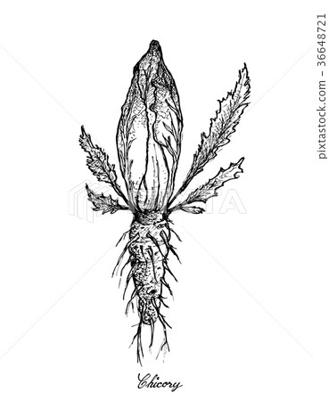 Hand Drawn of Chicory Isolated on White Background Hand Drawn of Chicory Isolated on White Background 36648721