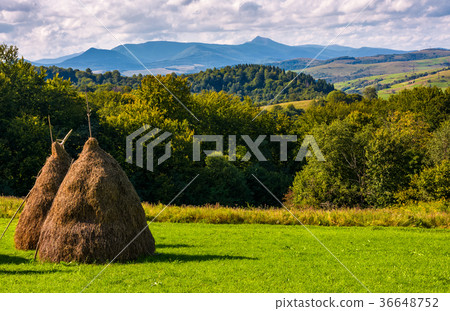haystack on grassy lawn on hillside 36648752