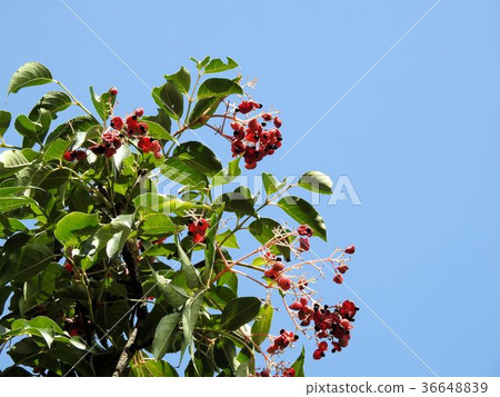 Gonzui fruit / Tachikawa ' Gonzui fruit / Tachikawa ' 36648839