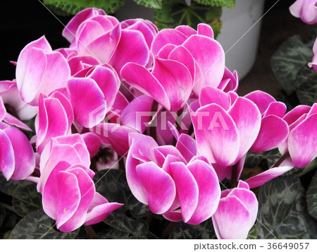 Cyclamen/Herbal Garden Travel Diary, Katsuma Yamanashi Cyclamen/Herbal Garden Travel Diary, Katsuma Yamanashi 36649057