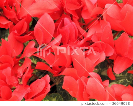 Cyclamen/Herbal Garden Travel Diary, Katsuma Yamanashi Cyclamen/Herbal Garden Travel Diary, Katsuma Yamanashi 36649058