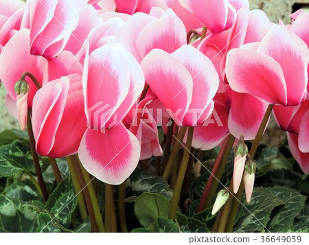 Cyclamen/Herbal Garden Travel Diary, Katsuma Yamanashi Cyclamen/Herbal Garden Travel Diary, Katsuma Yamanashi 36649059