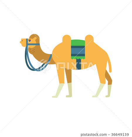 Arabian bactrian camel with colorful saddle 36649139