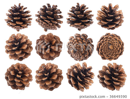 Pine cones isolated on white background closeup 36649390