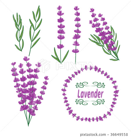 Lavender vector set 36649558