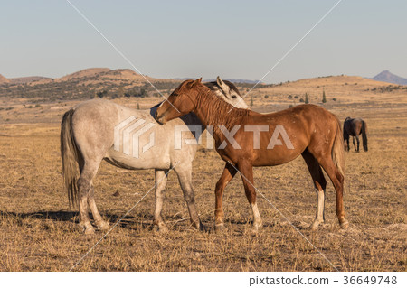 Wild Horses 36649748