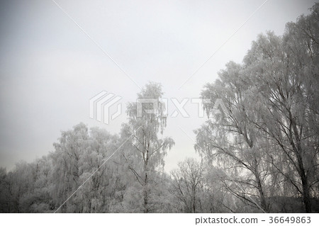 Photographed winter forest 36649863