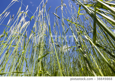 stalks of wheat stalks of wheat 36649868