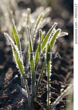Green grass close-up 36650127