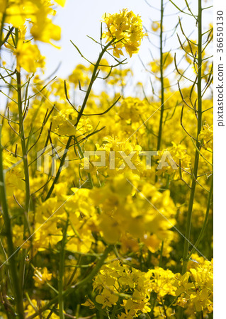 Yellow blossoming rape Yellow blossoming rape 36650130
