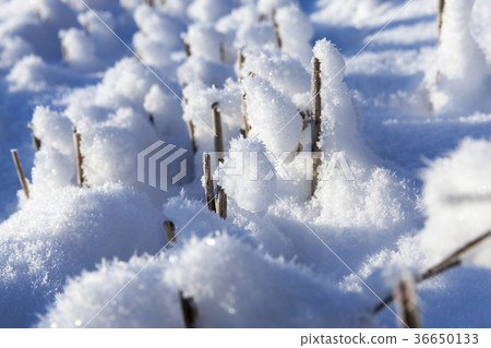 Snow covered field Snow covered field 36650133