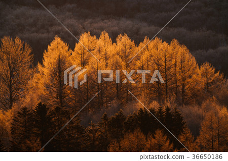 Winter morning 36650186