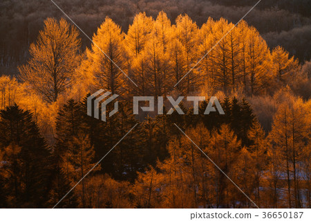 Winter morning Winter morning 36650187