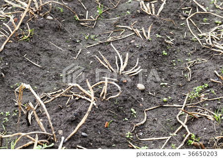 dry tops of potatoes 36650203
