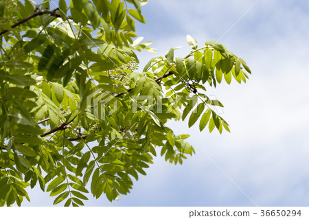 foliage rowan spring 36650294