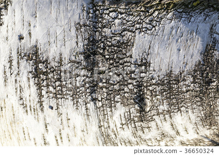 background bark birch background bark birch 36650324