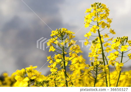 Yellow rape flower 36650327