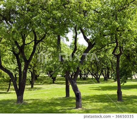 Trees in the park, summer 36650335