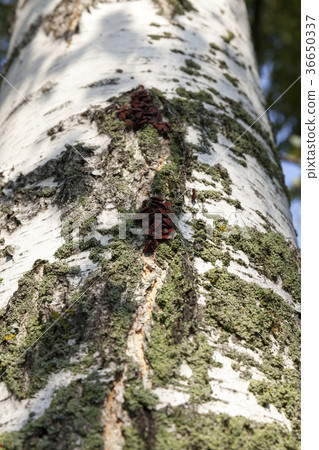 birch bark birch bark 36650337