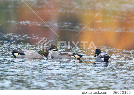 Yoshigamo sex 36650393