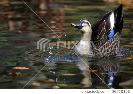 The karugamo makes a tail feather 36650396