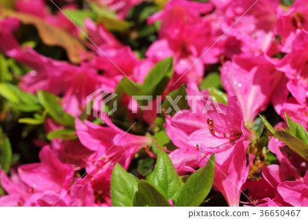 Awakening of old age-Kurumetsuji flower and rain gutter 36650467