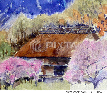 Cherry blossoms and houses with thatched roofs 36650528