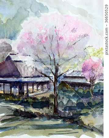 Cherry blossoms and houses with thatched roofs 36650529
