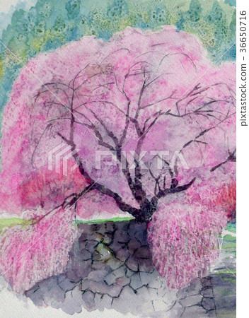 櫻花盛開櫻花觀賞1櫻花手寫工藝品櫻花 櫻花盛開櫻花觀賞1櫻花手寫工藝品櫻花 36650716