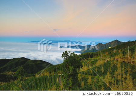 Ginkgo tree on the mountain, tea garden and sea of clouds Ginkgo tree on the mountain, tea garden and sea of clouds 36650836
